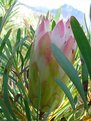 Picture Title - Protea