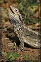 Picture Title - Bearded Dragon.