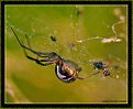 Picture Title - Immature Black Widow Spider