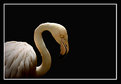 Picture Title - "Flamingo"