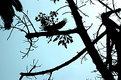 Picture Title - Crow in a Tree