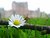 Daisy and Glamis Castle