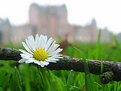 Picture Title - Daisy and Glamis Castle