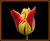 tulip#1