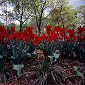 Picture Title - Come tiptoe thru the tulips with me