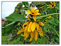 Picture Title - Sun flower on display