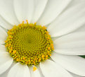 Picture Title - Daisy