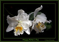 Picture Title - Happy Mother's Day