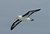 Black browed albatross #3