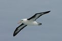 Picture Title - Black browed albatross #3