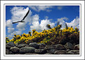 Picture Title - Gorse it's a gull!!