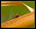 Picture Title - Peekaboo Spider