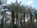 Picture Title - forest of palm trees