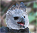 Picture Title - Harpy Eagle