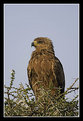 Picture Title - Tawney Eagle
