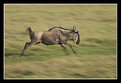 Picture Title - Wildebeest Running