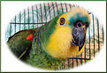 Picture Title - Parrot (4)