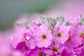 Picture Title - primula