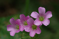 Picture Title - Hong Kong Nature