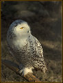Picture Title - Snow Owl