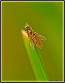 Picture Title - Resting American Hoverfly