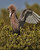 Reddish Egret