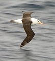 Picture Title - Black browed albatross #4