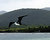 Man-o'-War frigatebird