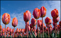 Picture Title - Red Tullips