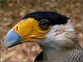 Picture Title - Crested Caracara