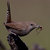 House Wren