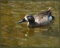 Picture Title - Blue-Winged Teal