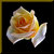 Yellow Rose on Black