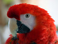 Picture Title - Maxi Macaw