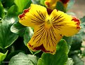 Picture Title - Tiger Pansy ?