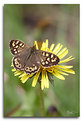 Picture Title - Speckled Wood