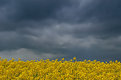 Picture Title - Oil seed rape (1)