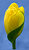 Yellow Tulip 2