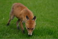 Picture Title - Renard