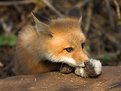 Picture Title - fox kit with community toy