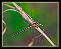 Picture Title - Unknown Dragonfly