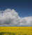 Oil seed rape (2)