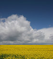 Picture Title - Oil seed rape (2)