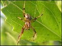 Picture Title - Spider Macro