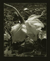 Picture Title - Dying flower no. 1