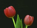 Picture Title - Mothers day tulips