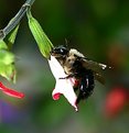 Picture Title - Carpenter Bee