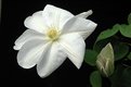 Picture Title - White Clematis