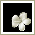 Picture Title - ~ Frangipani ~