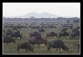 Picture Title - Wildebeest Herd at Dawn